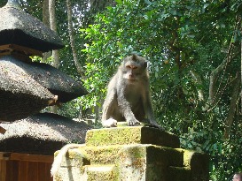 Ubud Monkey Forest Monkey