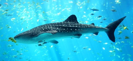 Whale Sharks can come from Pasir Putih