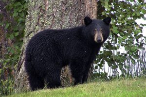 Black Bears Can Be Seen at The Western North Carolina Nature Center