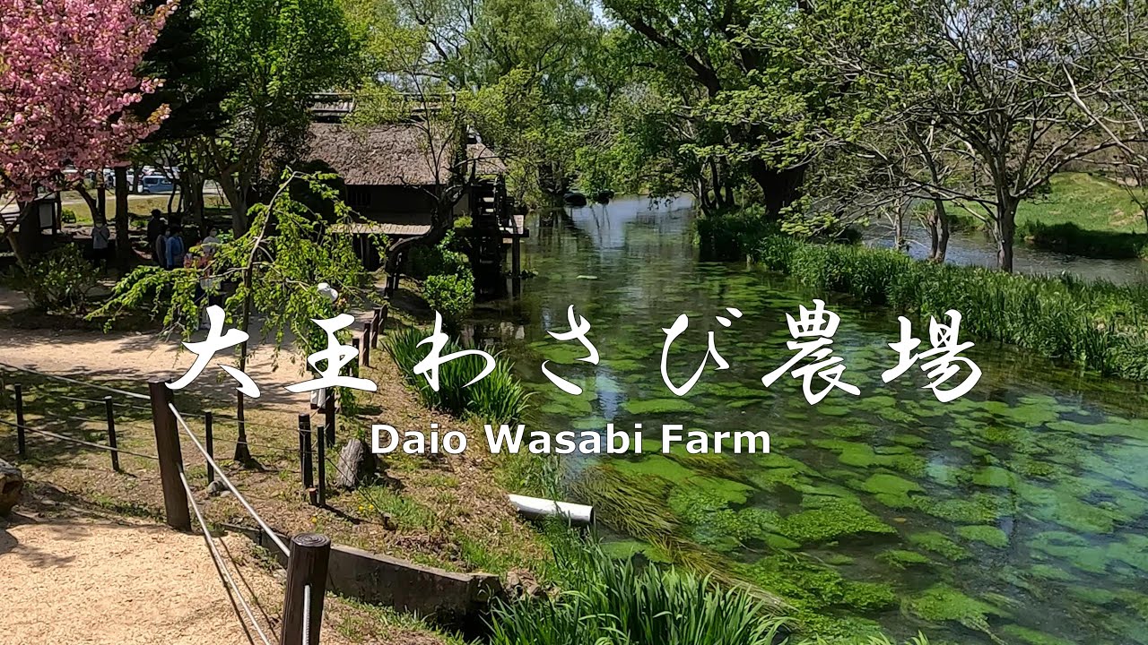 4K NON-STOP Walking around the beautiful Daio Wasabi Farm with its waterwheel　水車のある美しい大王わさび農場を歩く