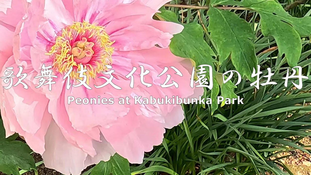 4K NON-STOP Walking around Kabukibunka Park with peonies in bloom　牡丹が咲いた歌舞伎文化公園を歩く